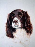 Spaniel